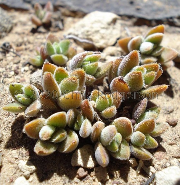 Crassula lanuginosa var.pachystemon - S.E Lesotho (2).jpg