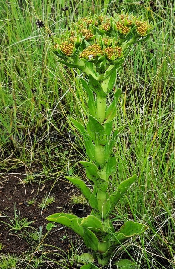 vaginata Drakensburg (photo Andrew McKay) (2).jpg