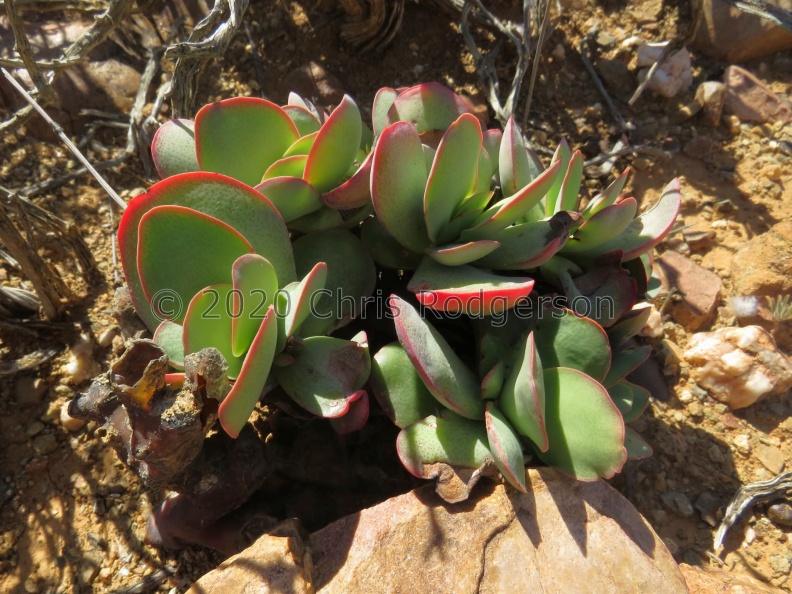 platyphylla E Cape (photo James Deacon).jpg