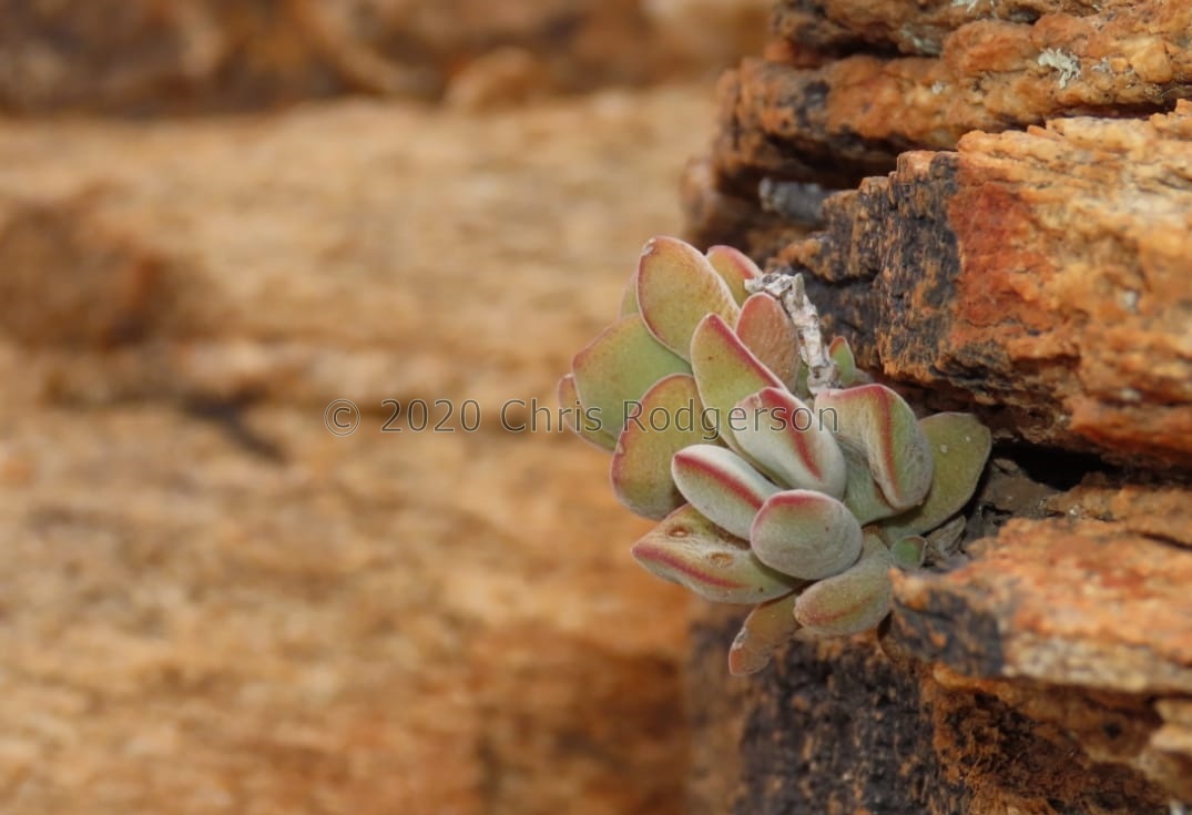 sericea E Bushmanland (photo Westley Price)