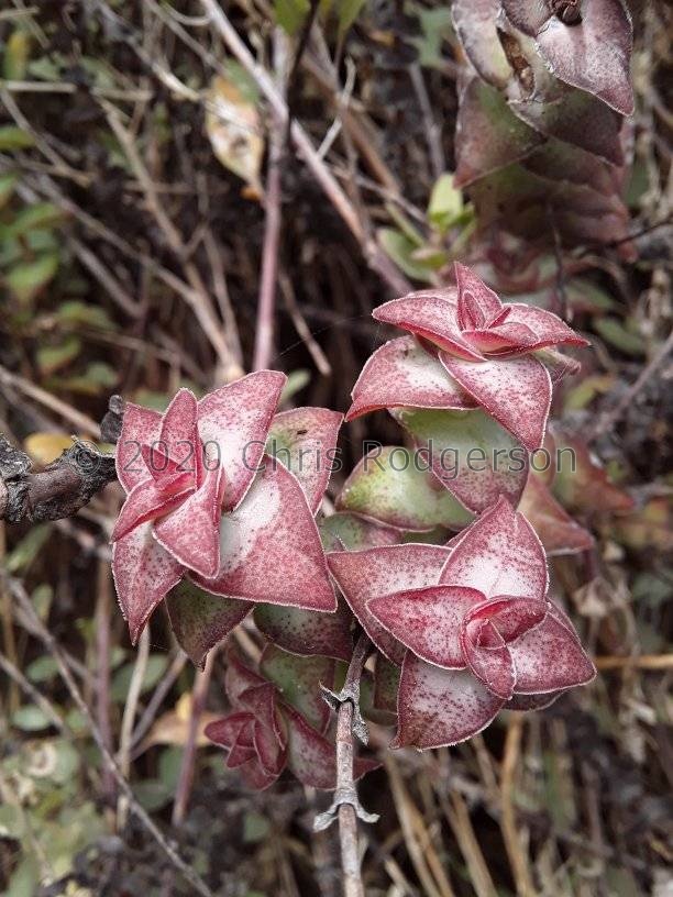 perforata E Cape (photo Michael Griffiths).jpg
