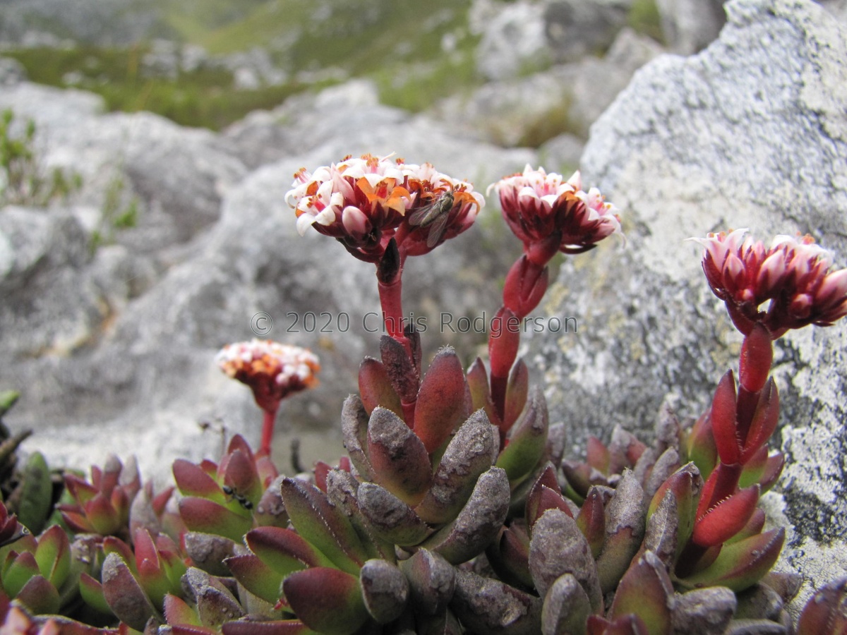 rubricaulis Barrydale (photo Nick Helme).jpg