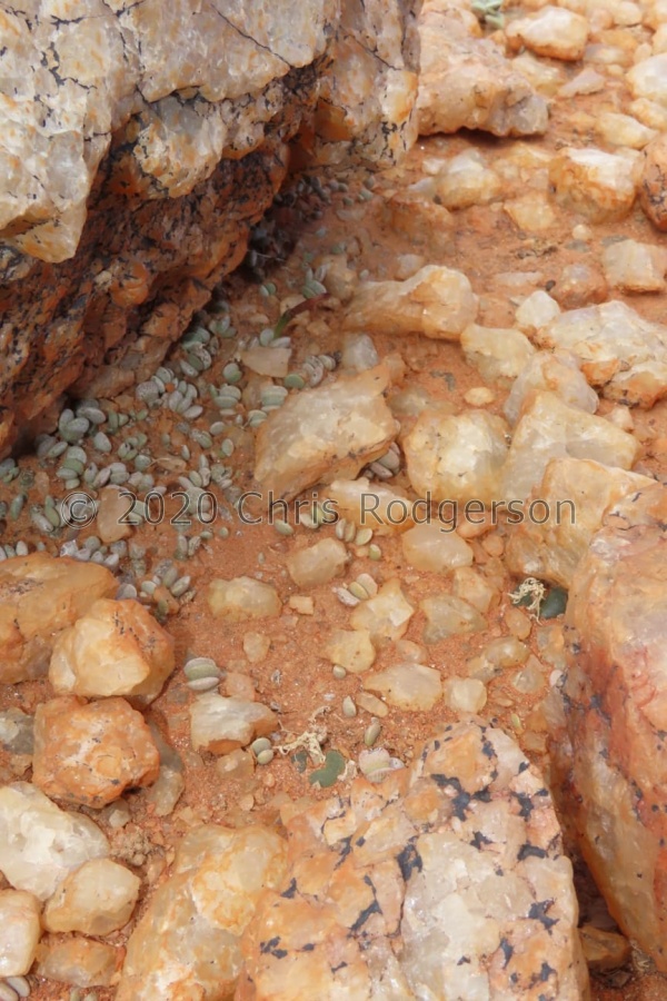 nanus fa.nova Bushmanland (photo Westley Price).jpeg
