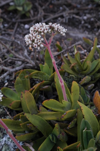 perfoliata var. heterotricha Mkambati (photo Nick Helm).jpg