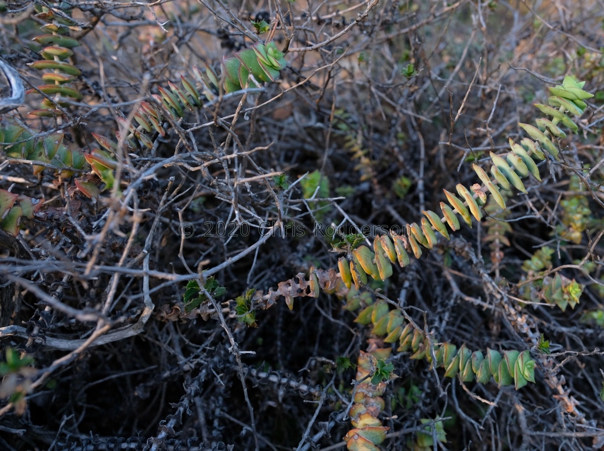 perforata Touwsberg (photo Nick Helm).jpeg