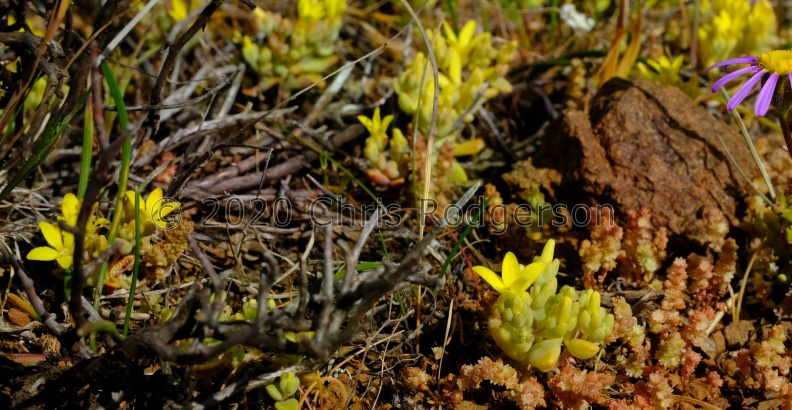 sebaeoides Calvinia (photo Nick Helm).jpeg