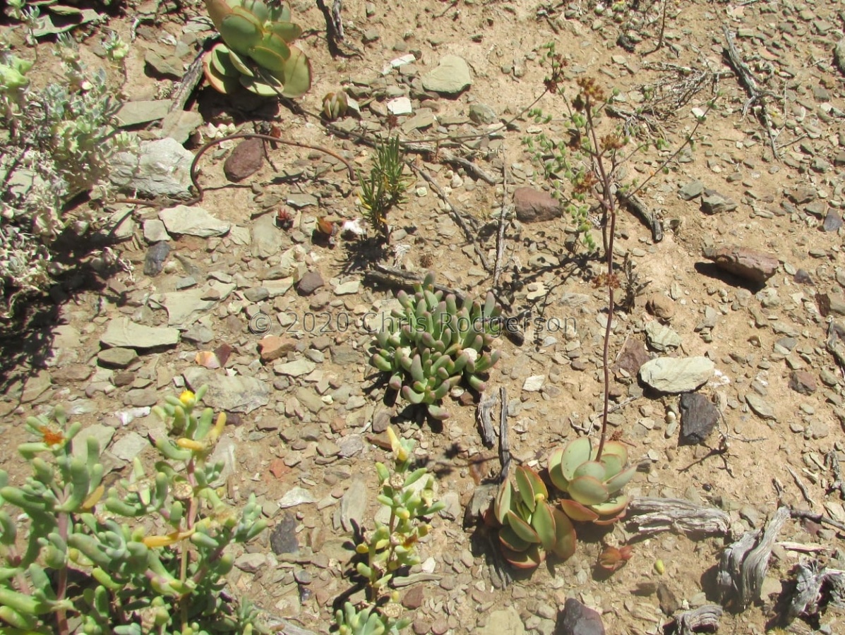 platphylla Klein Karoo (photo James Deacon).jpg