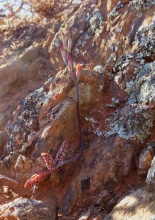 marianiae 'immaculatus' Knersvlakte (photo Westley Price)