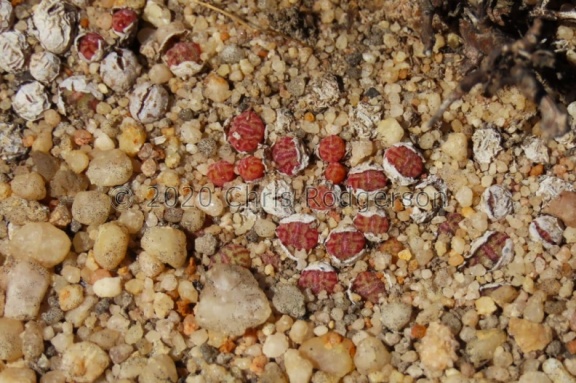 obcordellum ssp.rolfii (photo Westley Price)