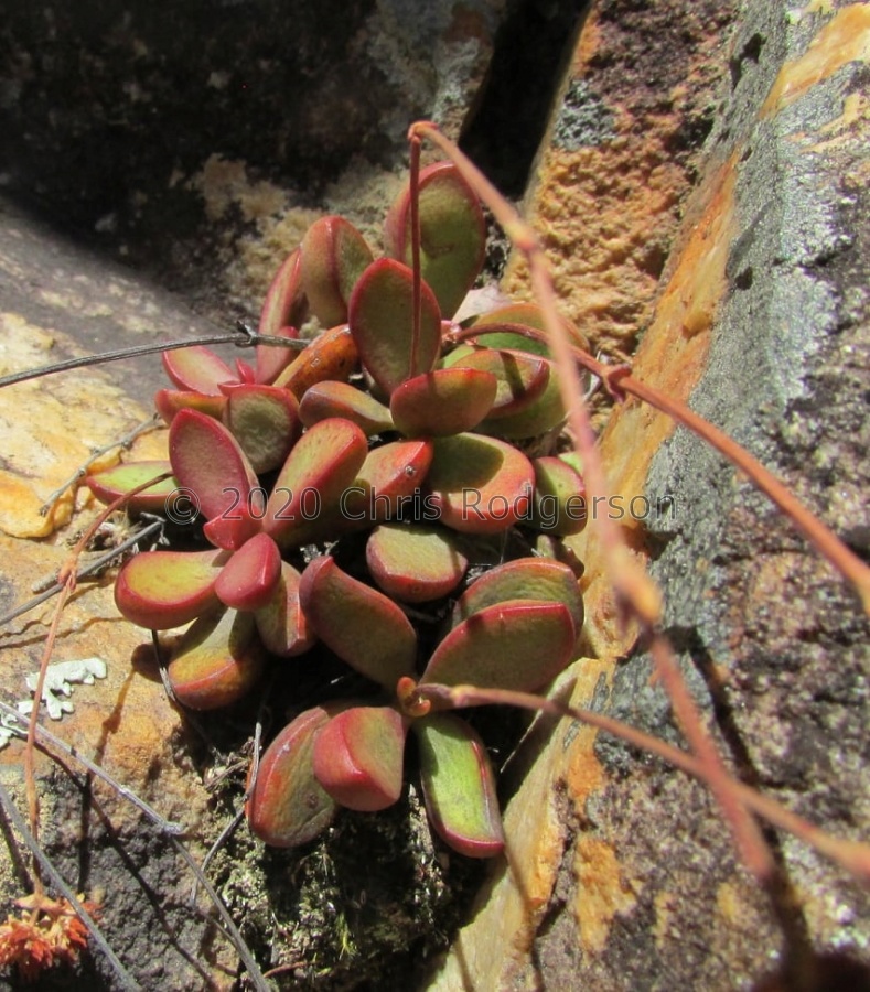 clavata E Cape (photo James Deacon).jpg