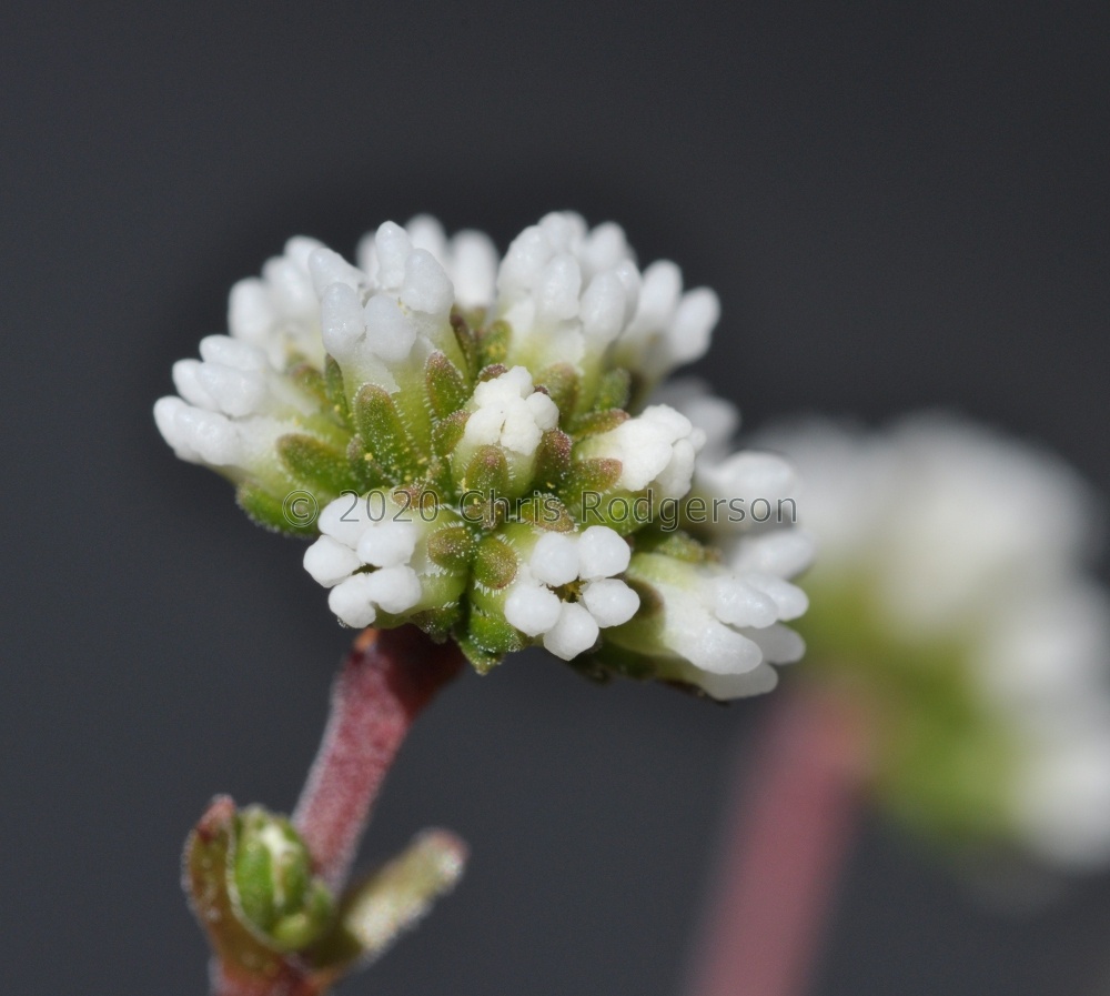fragarioides flower10 (2021_12_17 13_54_43 UTC).JPG