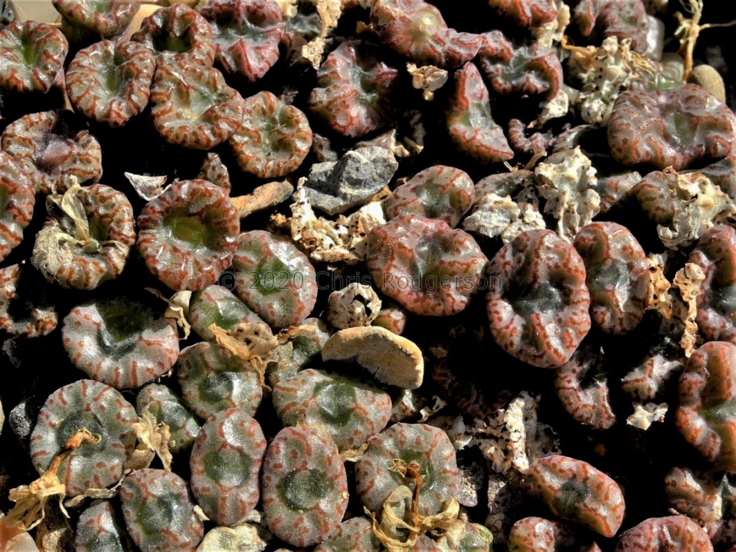 swanepoelianum ssp.rubrolineatum