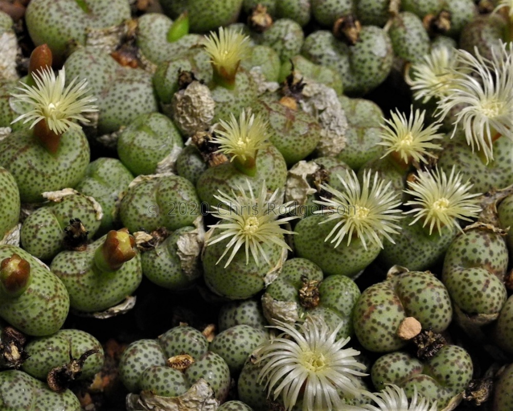 truncatum var.wiggettiae ARM346