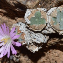 ernstii ssp. ernstii