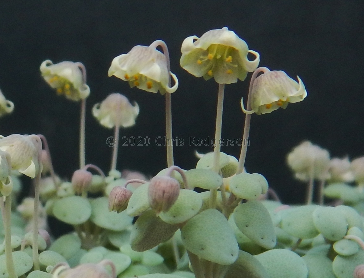 nemorosa Barrydale (4).JPG