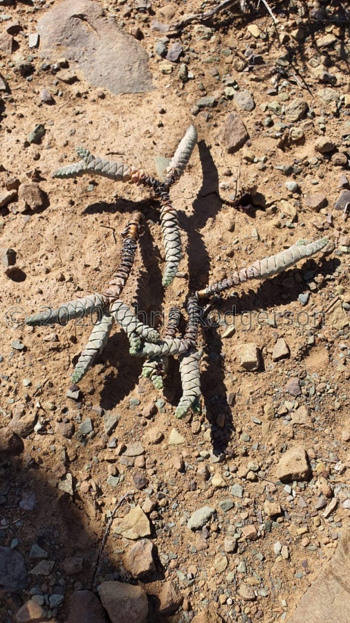 vestita Klein Karoo (photo Karel du Toit).jpg