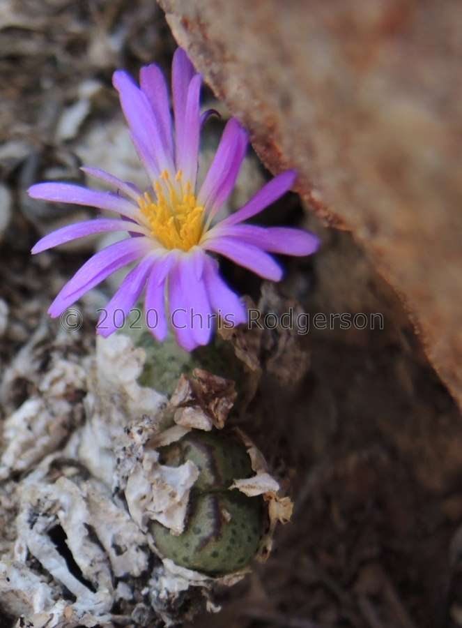 tantillum SW Steinkopf  2160 (2).JPG