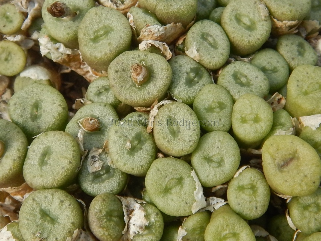 auriflorum ssp.turbiniforme ARM555