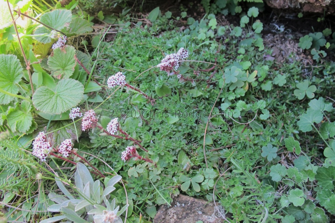 setulosa var.rubra E Cape (photo James Deacon)
