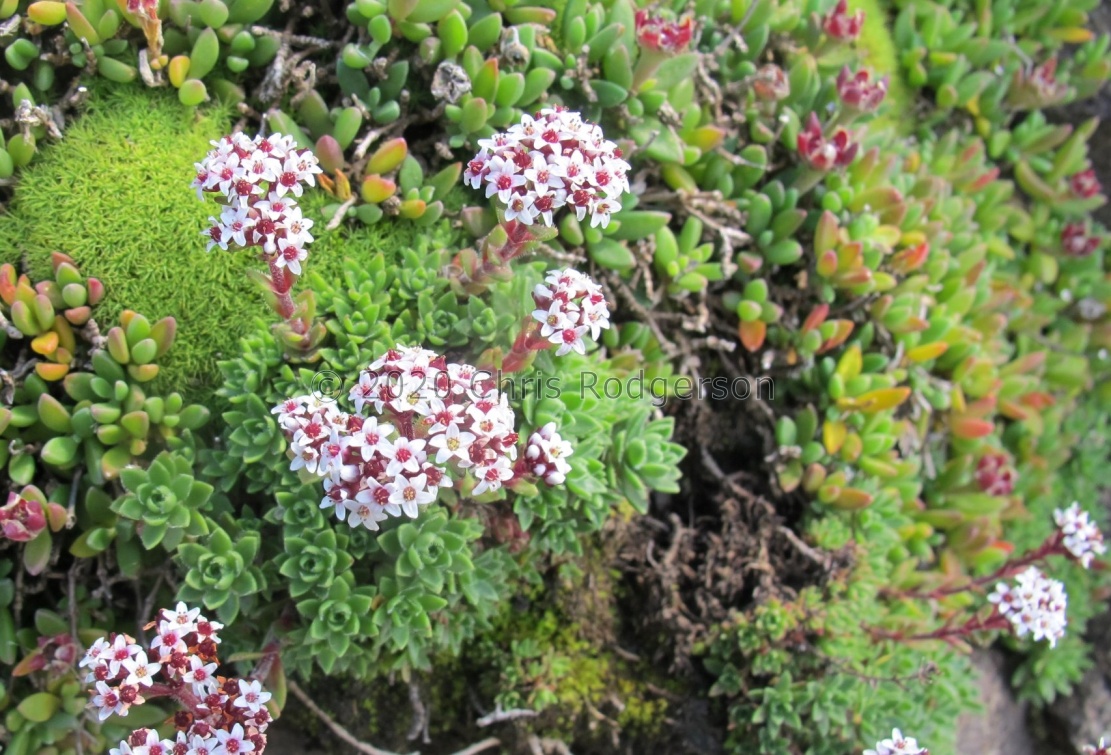 setulosa var.rubra E Cape (photo James Deacon) (2)