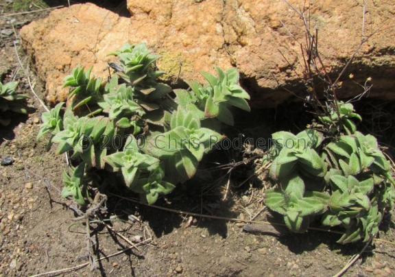 setulosa var. longiciliata NW Cape Province (photo James Deacon)