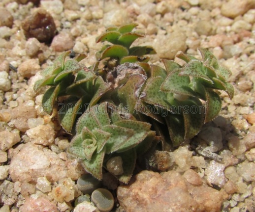 setulosa var. longiciliata NW Cape Province (photo James Deacon) (2)
