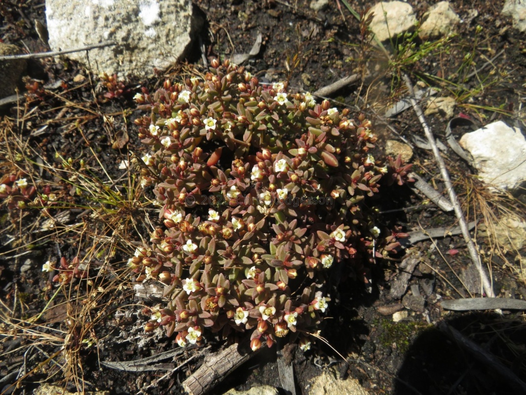 expansa ssp.filicaulis (photo James Deacon)