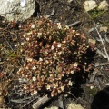 expansa ssp.filicaulis (photo James Deacon)