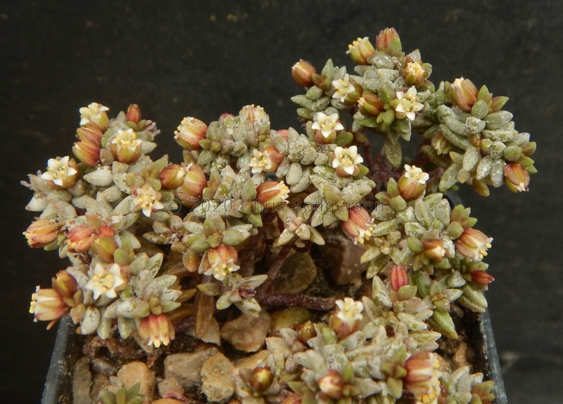 expansa ssp.filicaulis 2912