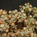 expansa ssp.filicaulis 2912