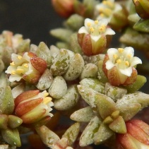 expansa ssp.filicaulis