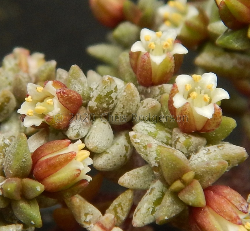 expansa ssp.filicaulis 2912 (2)