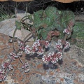 montana ssp.montana Cederberg (photo credit Felix Riegel on iNaturalist)