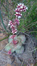 montana ssp.montana Cederberg (photo credit Didi on iSpot)