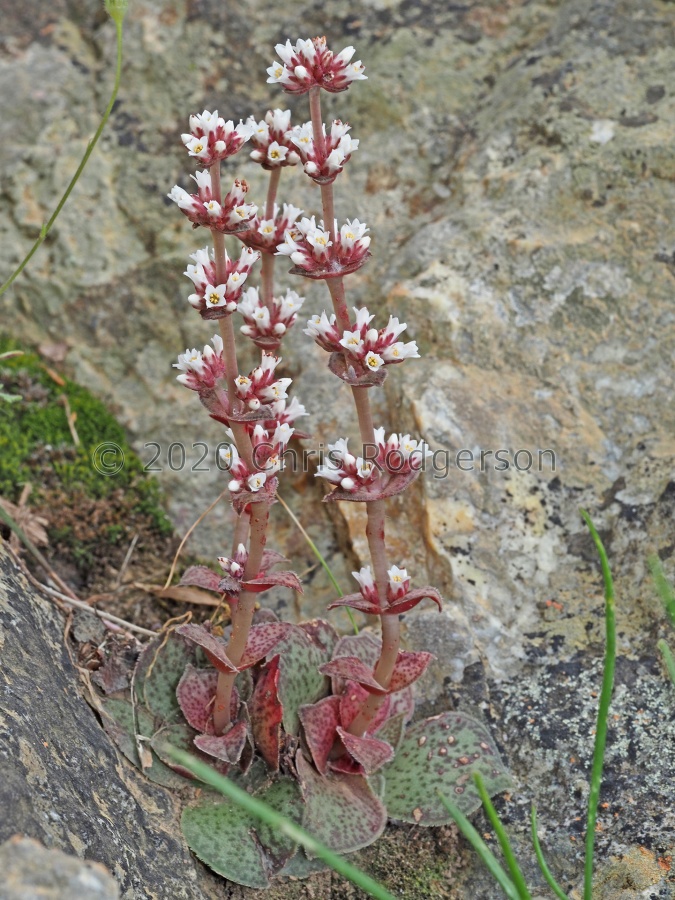 montana Cederberg (photo credit Felix Riegel on iNaturalist) (2).jpeg