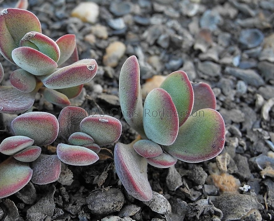 atropurpurea var.muirii Bokkeveldberg