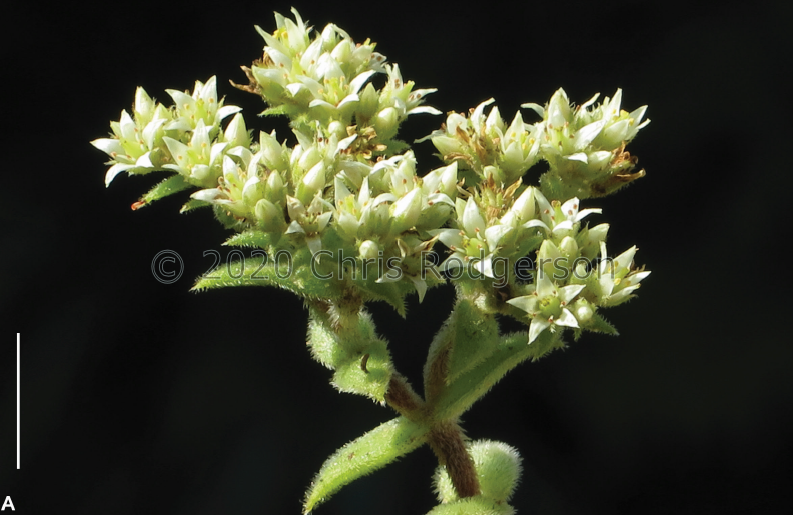 stylesii (photo from the description by Neil Crouch and Gideon Smith) (3)