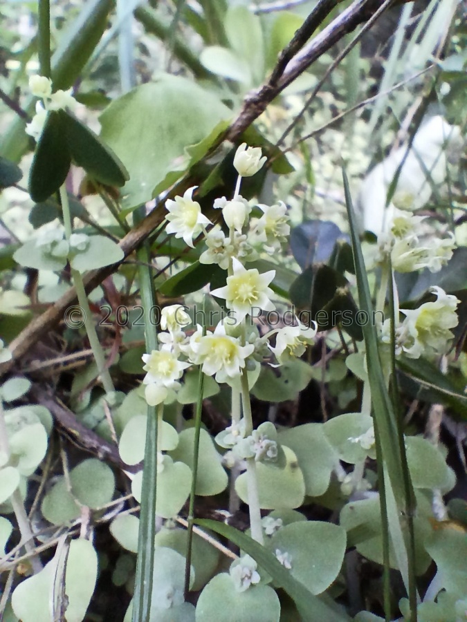 nemorosa E Cape (photo Michael Griffiths) (4).jpg