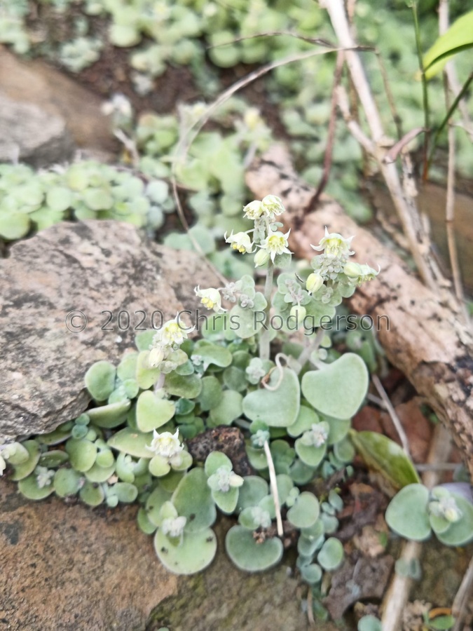 nemorosa E Cape (photo Michael Griffiths).jpg