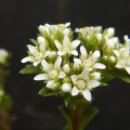 setulosa JD6902 SE Glengarry (3)
