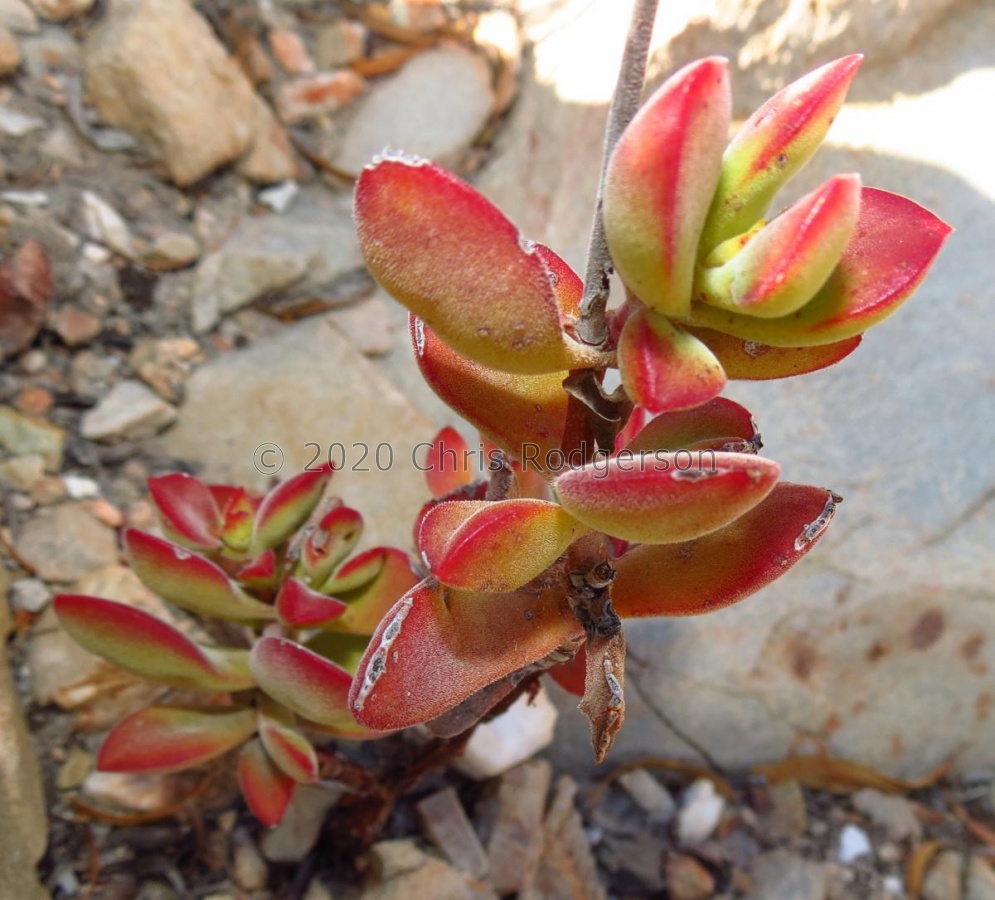 atropurpurea var.anomala E Worcester (photo karoopixie on iNaturalist).jpeg