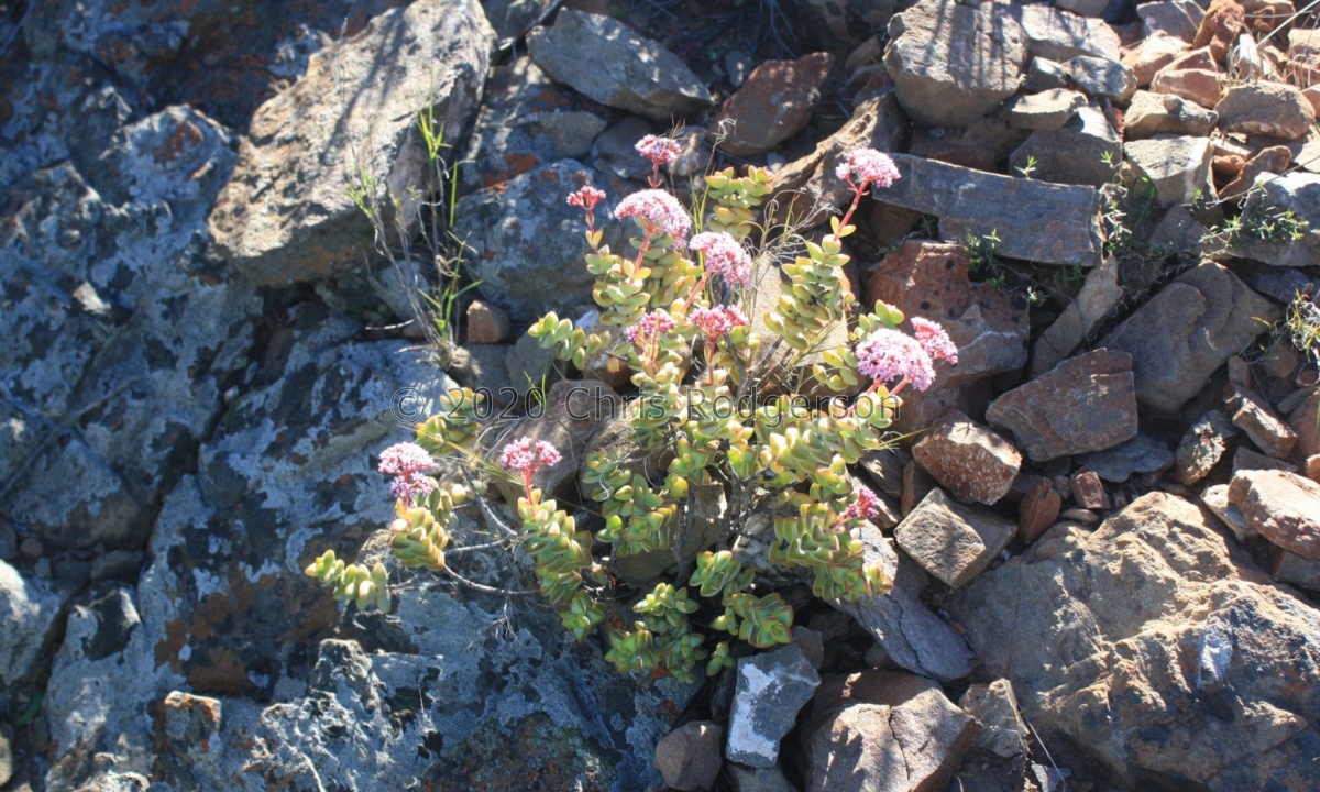 rupestris (photo Alan Horstmann) (3).jpg