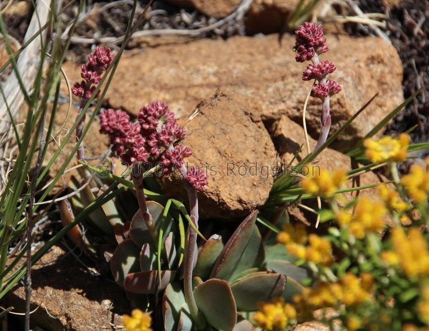 pubescens ssp.rattrayi N Nieu Bethesda (photo tonyrebelo on iSpot)