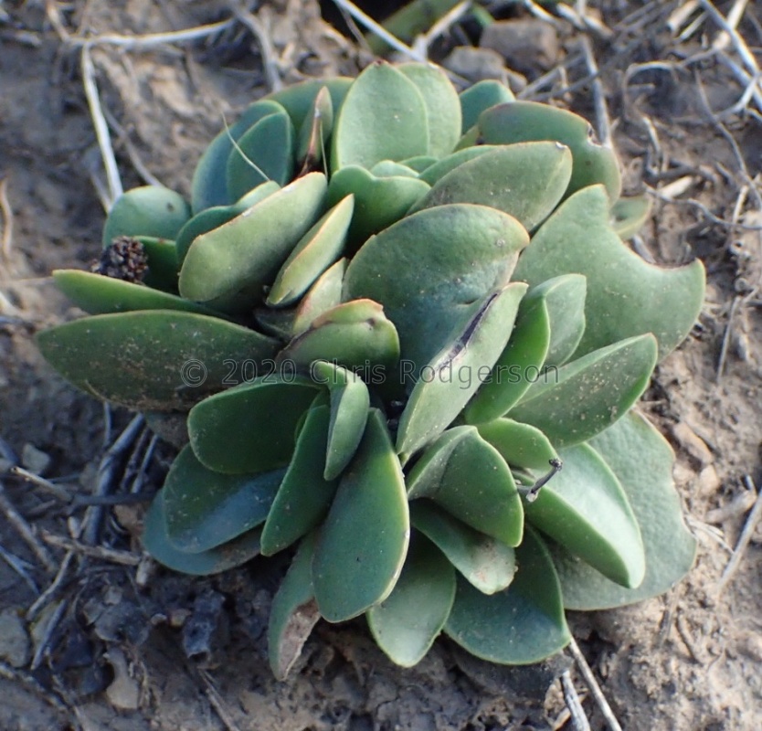 pubescens ssp.rattrayi NE Graaff-Reinet (photo nicky on iSpot)