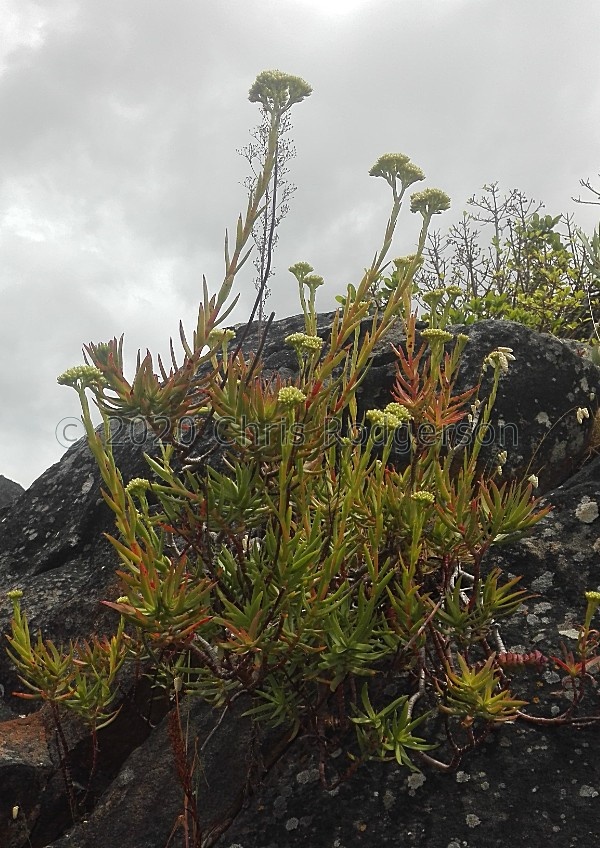multiflora W Cape (photo Jacquie Koutsoudis).jpg