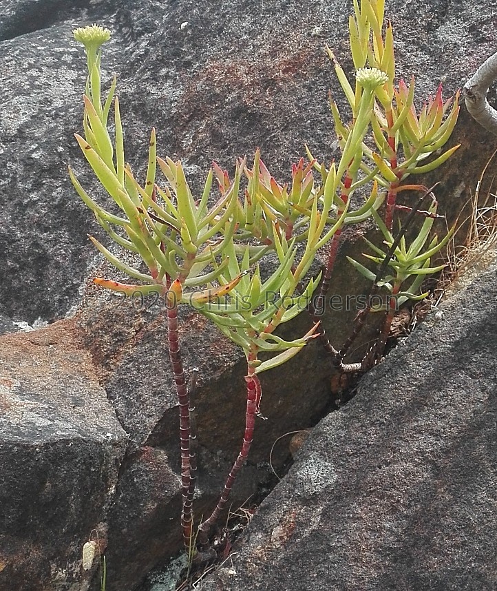 multiflora W Cape (photo Jacquie Koutsoudis) (2).jpg