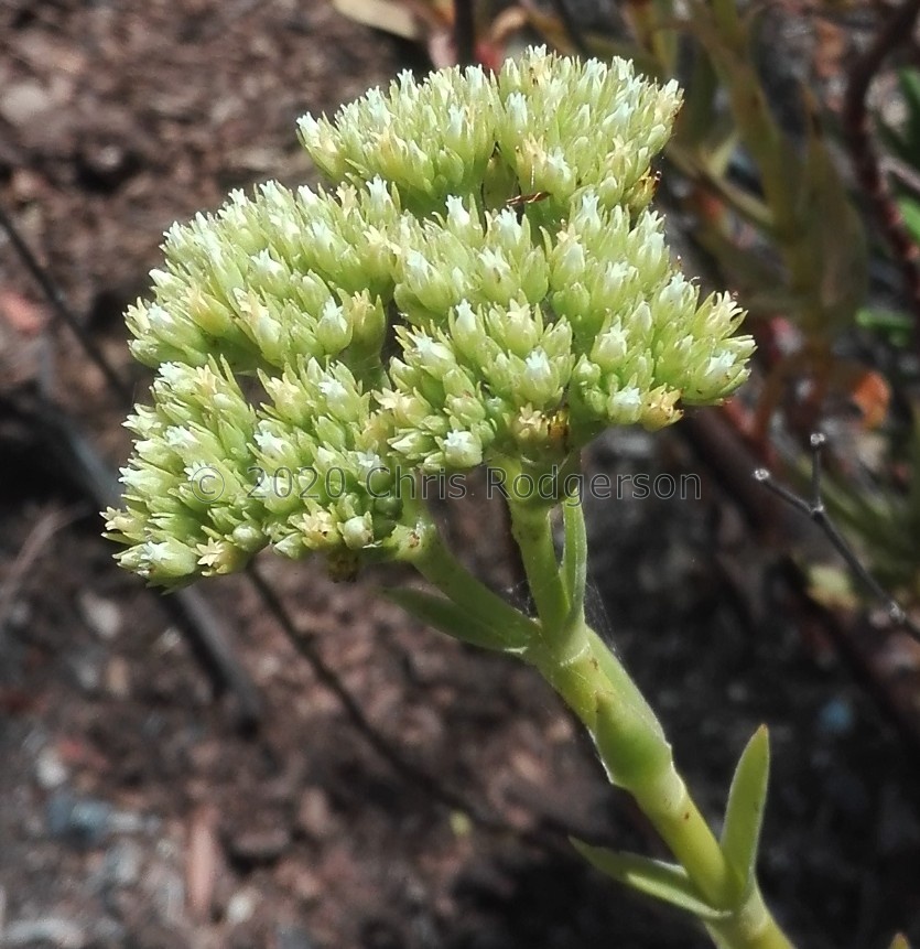 multiflora W Cape (photo Jacquie Koutsoudis) (4).jpg