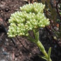 multiflora W Cape (photo Jacquie Koutsoudis) (4)