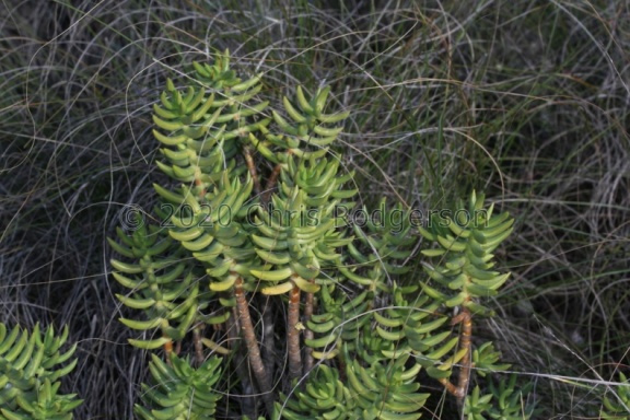 tetragona ssp.robusta Napier (photo grantforbes on iNaturalist)