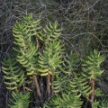 tetragona ssp.robusta Napier (photo grantforbes on iNaturalist)